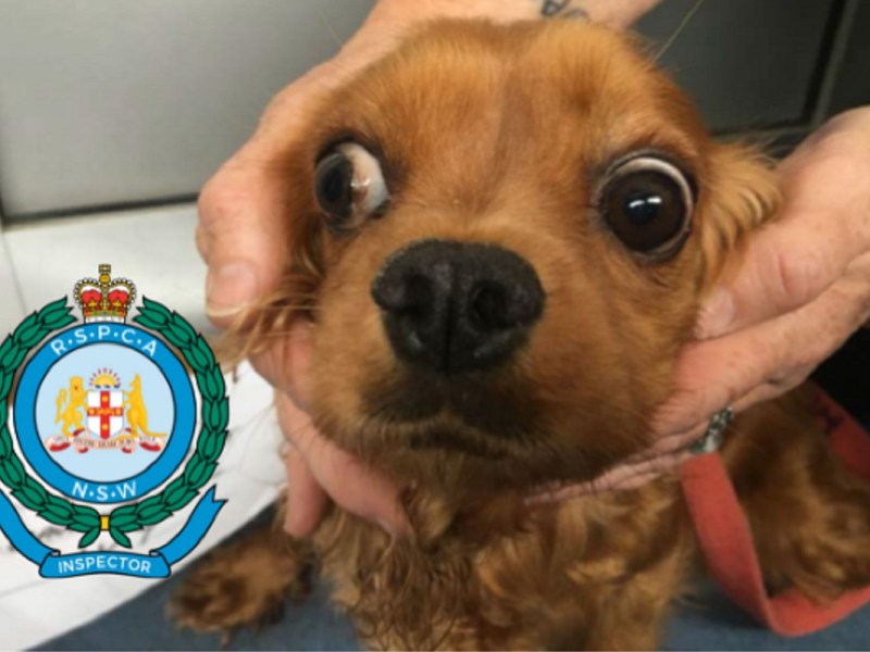 RSPCA NSW