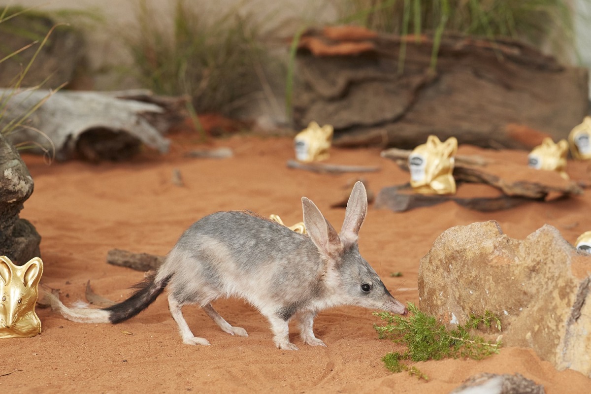 Save the Bilby