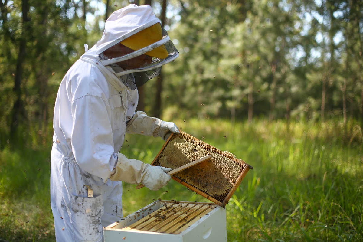 New biosecurity zone in Queensland to protect beekeeping industry