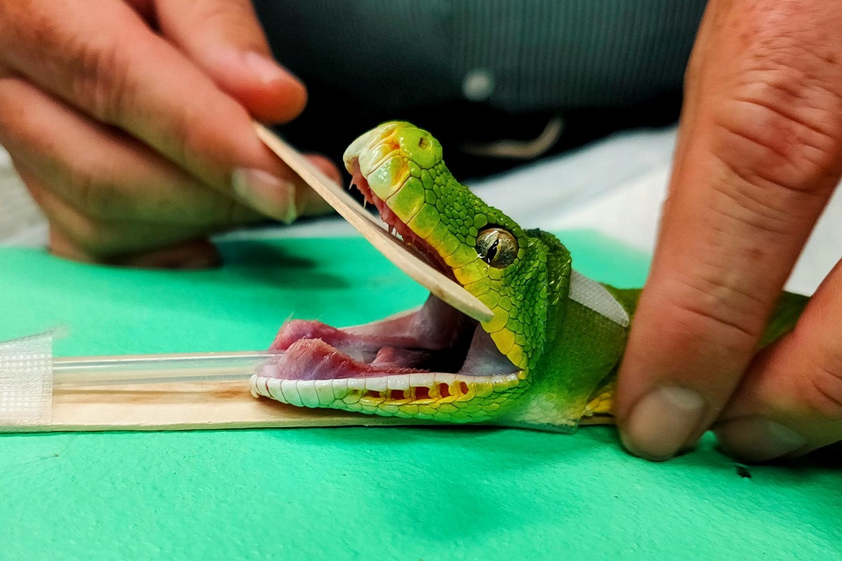 Gloria the Green Tree Python saved by UQ Vets