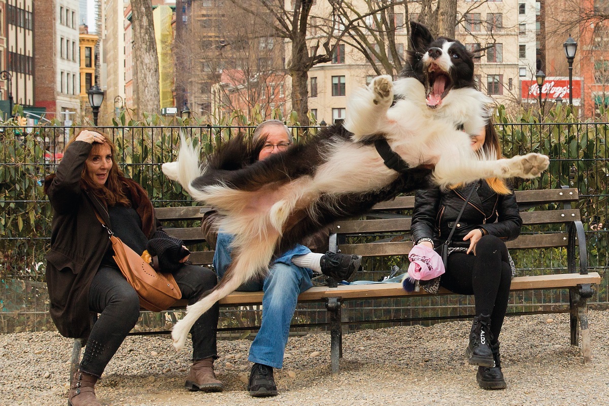 The 2023 Comedy Pet Photo Awards finalists revealed