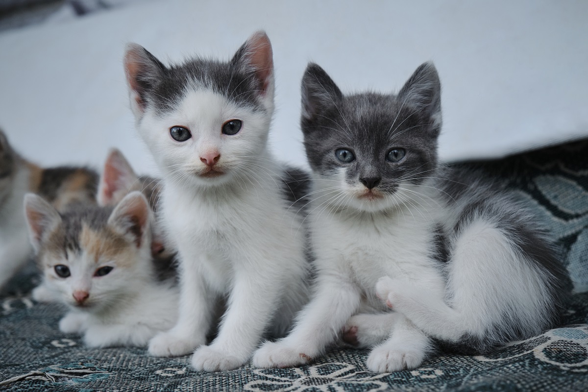 Update: F3 Feline vaccine shortage