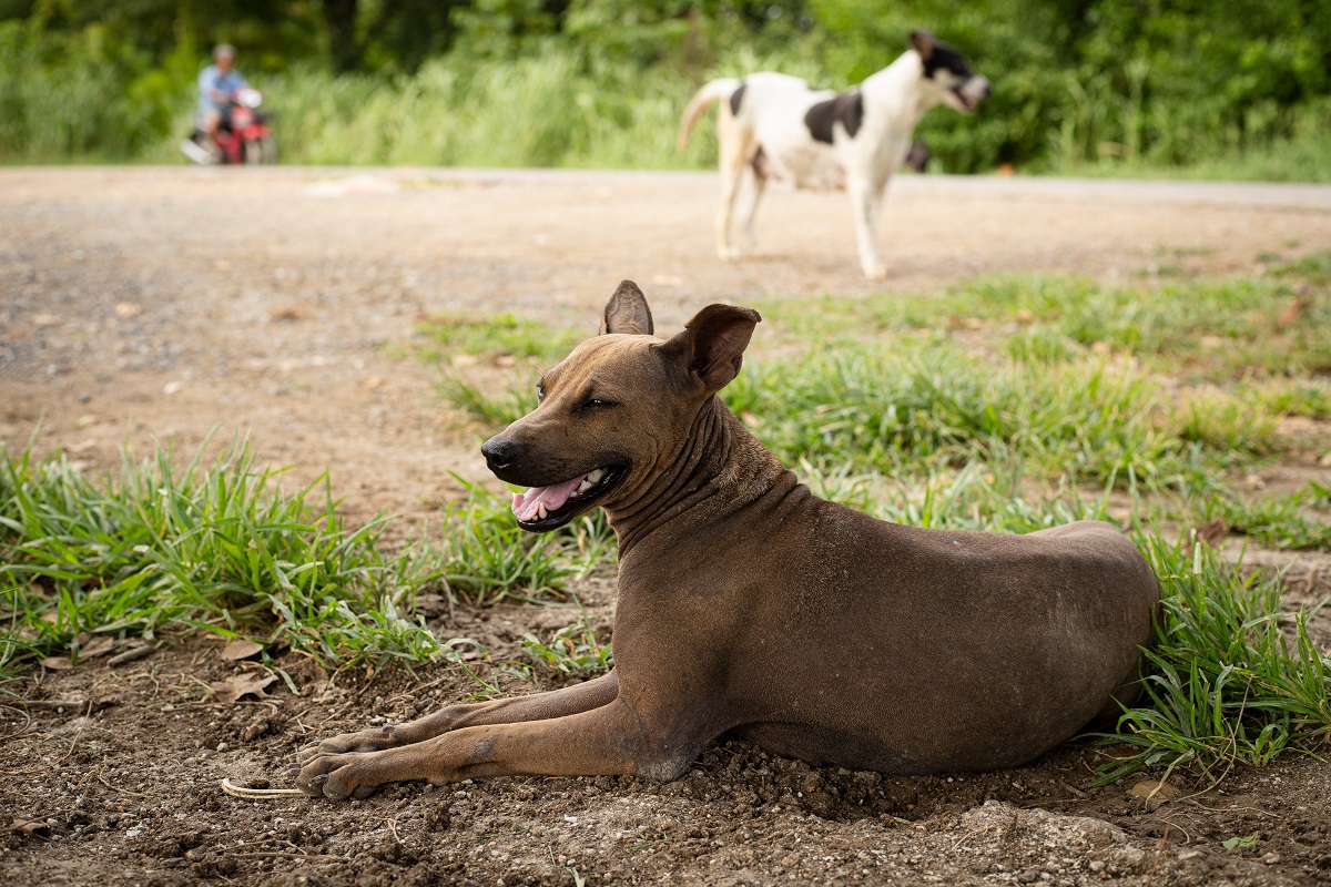 Australia to assist Timor-Leste in combatting rabies