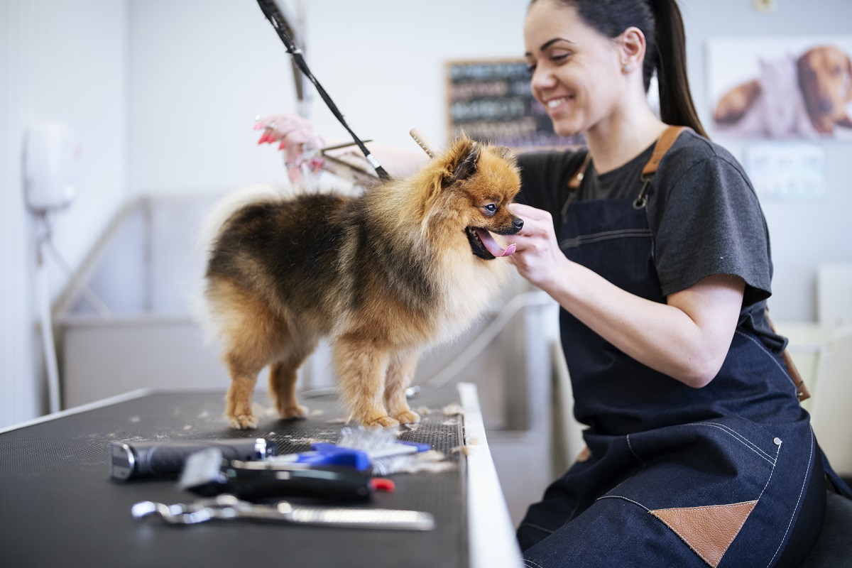 Dogs Australia announces Canine Grooming Committee