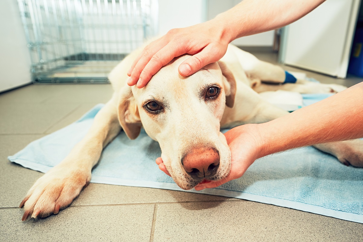 Breakthrough cancer vaccine for dogs could be used for humans