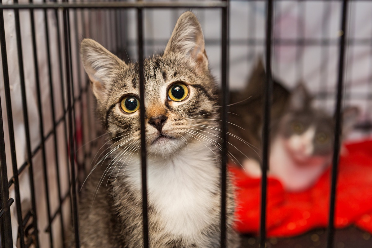 Rapid rise in surrendered cats prompts calls for desexing