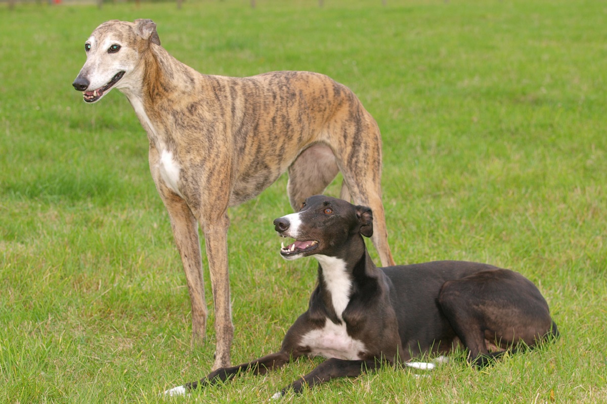 Welfare concerns prompt review of greyhound rehoming facility