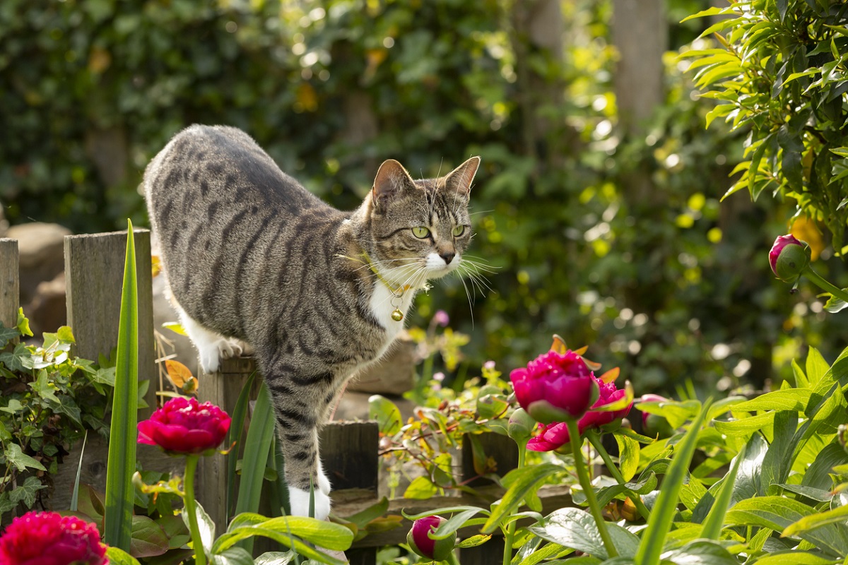 Victorians urged to desex and contain their cats