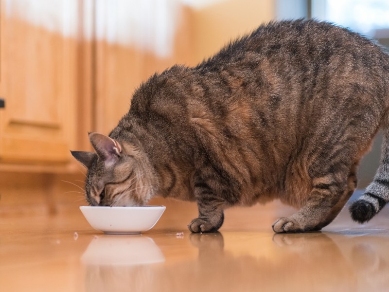 Overweight cat