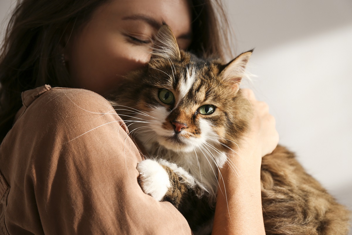 Cat Protection Society of Victoria launches Kitten Cuddle Challenge