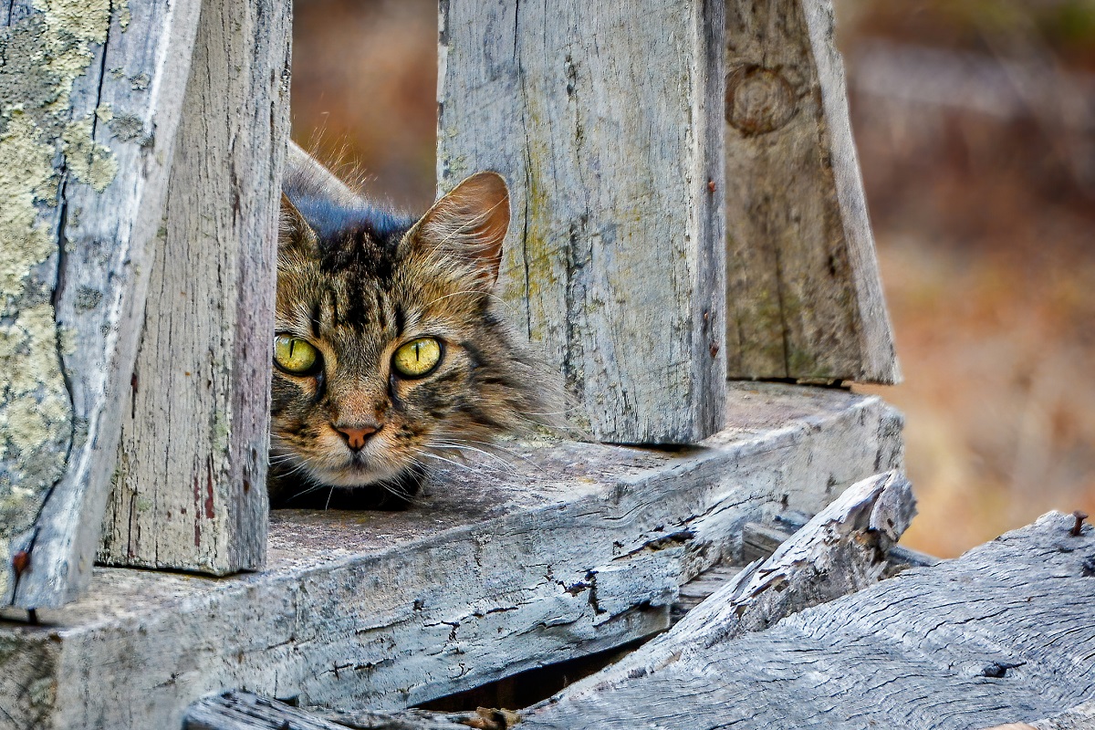 feral cats